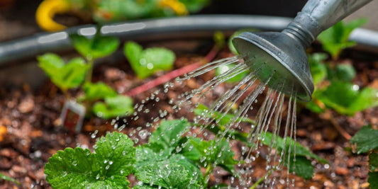 How Compost Helps Keep Water Clean