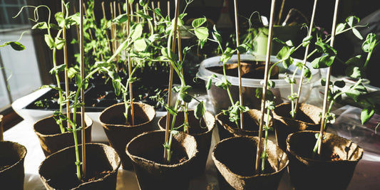 Creating a Flourishing Flower Garden with Compost: A Guide to Planting and Growing Beautiful Blooms