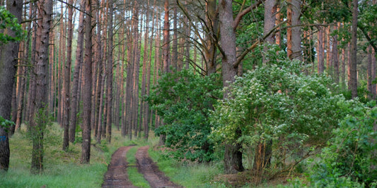 Five Ways to Live a More Sustainable Lifestyle: Towards a Greener Future