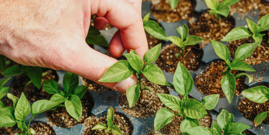 Building Healthier Soil and Happier Flowers with Compost