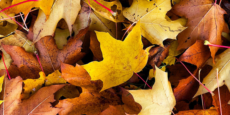 Rethinking Fall Cleanup: How to Prepare Your Yard With Nature in Mind