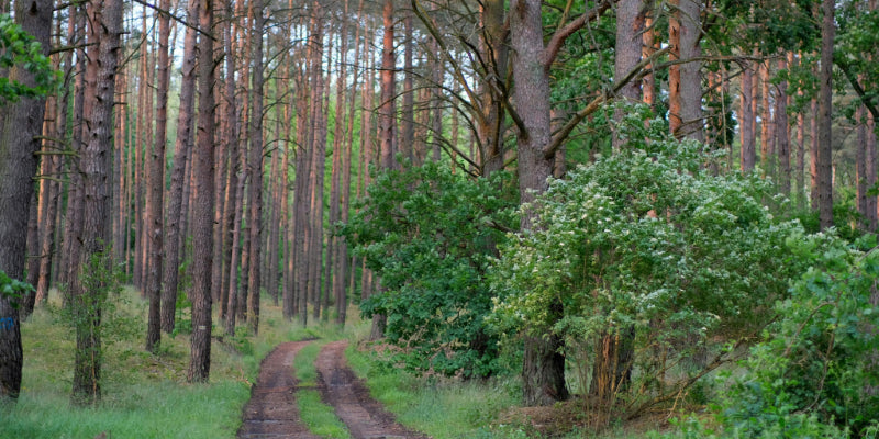 Five Ways to Live a More Sustainable Lifestyle: Towards a Greener Future